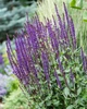 Шавлія Caradonna (Salvia nemerosa "Caradonna" - зображення 2