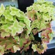 Гортензія волотиста Металіка (Hydrangea paniculata Metallica) - изображение 1