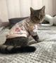 Толстовка для котов (кошек) Лаки Микс M Бежевый - изображение 9