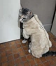 Костюм для котов (кошек) Rich S Бежевый - изображение 5