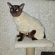 Костюм для котів (кішок) флісовий Пухнастик L Бежевий - зображення 11