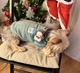 Кофта для собак Мереживо 2XL М'ятний - зображення 12