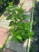 Гортензія волотиста Селекшн (Hydrangea paniculata Selection) - зображення 1