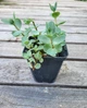 Очиток Седум Еверса (Sedum ewersii) Р9 - зображення 3