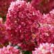 Гортензія Петіт Черрі (Hydrangea paniculata 'Petit Cherry') C1 2х річна - зображення 1