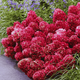 Гортензія Петіт Черрі (Hydrangea paniculata 'Petit Cherry') C1 2х річна - зображення 2