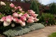 Гортензия метельчатая Pinky Winky (Hydrangea paniculata Pinky Winky) декоративный куст в горшке C1 2х летний - изображение 3