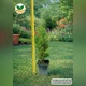 Саженцы Туи западной Смарагд (Thuja occidentalis Smaragd) Р9 - изображение 9