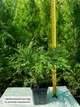 Саженцы Туи западной Глобоза&nbsp;(Thuja occidentalis Globosa) Р9 - изображение 4