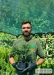 Саженцы Туи западной Глобоза&nbsp;(Thuja occidentalis Globosa) Р9 - изображение 6