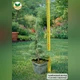 Саджанці Ялини колючої блакитної Кейбаб (Picea pungens Glauca Kaibab) Р9 - зображення 9