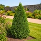 Саженцы Туи западной Смарагд (Thuja occidentalis Smaragd) Р9 - изображение 8
