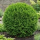 Саженцы Туи западной Глобоза&nbsp;(Thuja occidentalis Globosa) Р9 - изображение 8