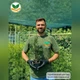 Саженцы Туи западной Смарагд Вариегата (Thuja occidentalis Smaragd Variegata) Р9 - изображение 7