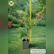 Саженцы Туи западной Холмструп (Thuja occidentalis Holmstrup) Р9 - изображение 8
