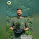 Саджанці Ялини сербської Карел (Picea omorika Karel) Р9 - зображення 7