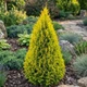 Саженцы Туи западной Голден Смарагд (Thuja occidentalis Golden Smaragd) Р9 - изображение 5