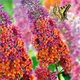 Буддлея Flower Power горщик 1л. - изображение 1
