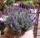Лаванда вузьколиста Hidcote Blue Strain (Хідкот Блю Стрейн), Р9 - зображення 1
