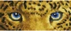Diamentowa mozaika Diamond Dotz Adults Jaguar Spy 42 x 18 cm (018-DD5080) (4895225926732) - obraz 1