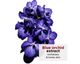Масло для лица Clarins Blue Orchid Treatment Oil для увлажнения и сияния сухой кожи 30 мл - изображение 4