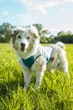 Охолоджувальний жилет для собак Cooling pull-on Non-stop dogwear Сіро-блакитний 36 - изображение 2