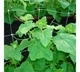 Сетка шпалерная AgroStar 1.7x10 м ячейка 15x17 см полипропиленовая для огурцов и вьющихся растений BAU_А0049396 - изображение 2