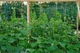 Сетка шпалерная AgroStar 1.7x10 м ячейка 15x17 см полипропиленовая для огурцов и вьющихся растений BAU_А0049396 - изображение 4
