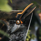 Площинний секатор Fiskars X-series ™ P961 L (1057175) - изображение 6