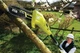Высоторез электрический цепной Ryobi rpp750s, шина 20 см, 750Вт 5133002228 - изображение 4