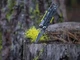 Мультитул Leatherman Signal Gray з кресалом, свистком, точилом і молотком для походів - зображення 8