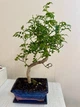Бонсай Зантоксилум Bonsai Zanthoxylum piperitum D15 см Комнатное растение - изображение 3