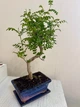 Бонсай Зантоксилум Bonsai Zanthoxylum piperitum D15 см Комнатное растение - изображение 4