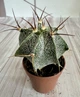 Астрофитум Astrophytum Ornatum D5.5 см Кактус Суккулент Комнатное растение - изображение 1