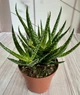 Алое Aloe Sp. Var. D8 см Суккулент Комнатное растение - изображение 1