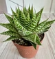 Гастералое Gasteraloe Zimflora D8 см Суккулент Комнатное растение - изображение 1