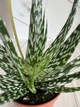 Алое Aloe Bronze Lizard D8 см Суккулент Комнатное растение - изображение 2