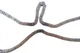 Комплект цепи ГРМ Toyota Rav 4 III 2.04WD/2.4 05-13, 1AZ-FE/2AZ-FE 559103140 , Schaeffler INA - изображение 3
