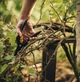 Плоскостной секатор 20.8 см нержавеющая сталь для сада Fiskars FK-2843 - изображение 8