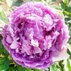 Пион древовидный Lavender Садовые растения, цветы многолетние, рассада, саженцы - изображение 2