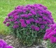 Монарда "Purple Lace" квіти для саду багаторічні,саджанці у горщиках,розсада - зображення 2