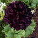 Семена Мак декоративный 'Black Paeony', Papaver somniferum 0,05 гр/уп - изображение 3