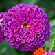 Семена Цинния изящная 'Purple Prince', Zinnia elegans 5 шт/уп - изображение 1
