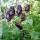 Насіння Аконіт в'юнкий 'Red Wine', Aconitum hemsleyanum 5 шт/уп - зображення 1
