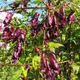 Насіння Аконіт в'юнкий 'Red Wine', Aconitum hemsleyanum 5 шт/уп - зображення 3