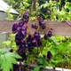 Насіння Аконіт в'юнкий 'Red Wine', Aconitum hemsleyanum 5 шт/уп - зображення 6