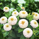 Семена Цинния изящная 'Polar Bear', Zinnia elegans 10 шт/уп - изображение 1