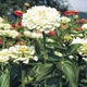 Семена Цинния изящная 'Polar Bear', Zinnia elegans 10 шт/уп - изображение 5