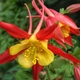 Семена Аквилегия гибридная 'Koralle', Aquilegia Caerulea-Hybr. 10 шт/уп - изображение 3