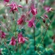 Семена Аквилегия Рока, Aquilegia rockii 10 шт/уп - изображение 2